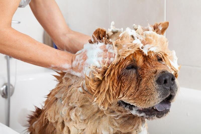 5 Spring Cleaning Tips When Selling a Home with Pets